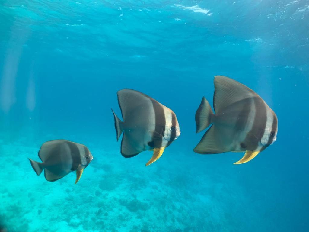 Beach Star Maldives Hangnaameedhoo Eksteriør billede